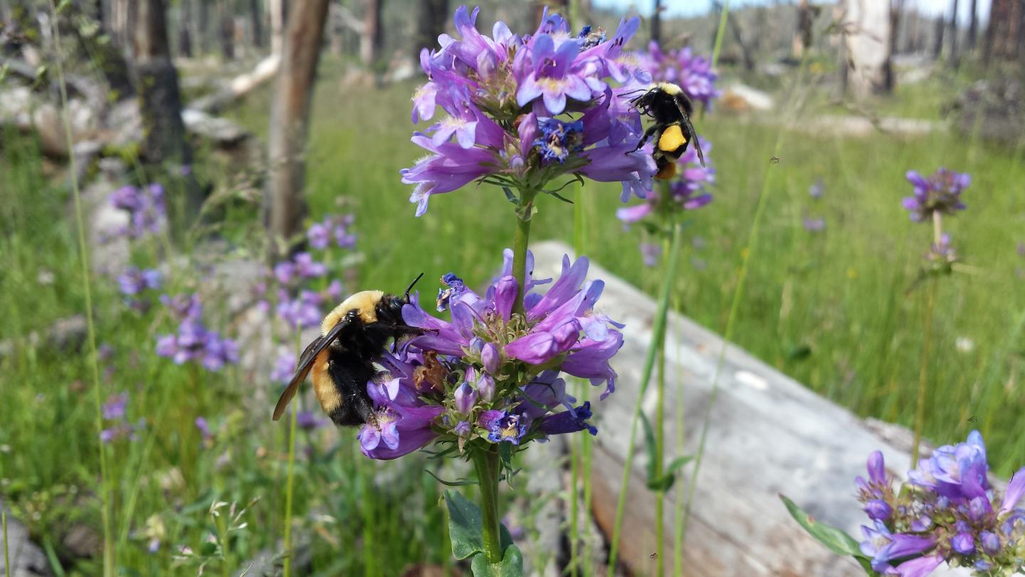 Bumble Bees on <em>Penstamon rydbergii</em>