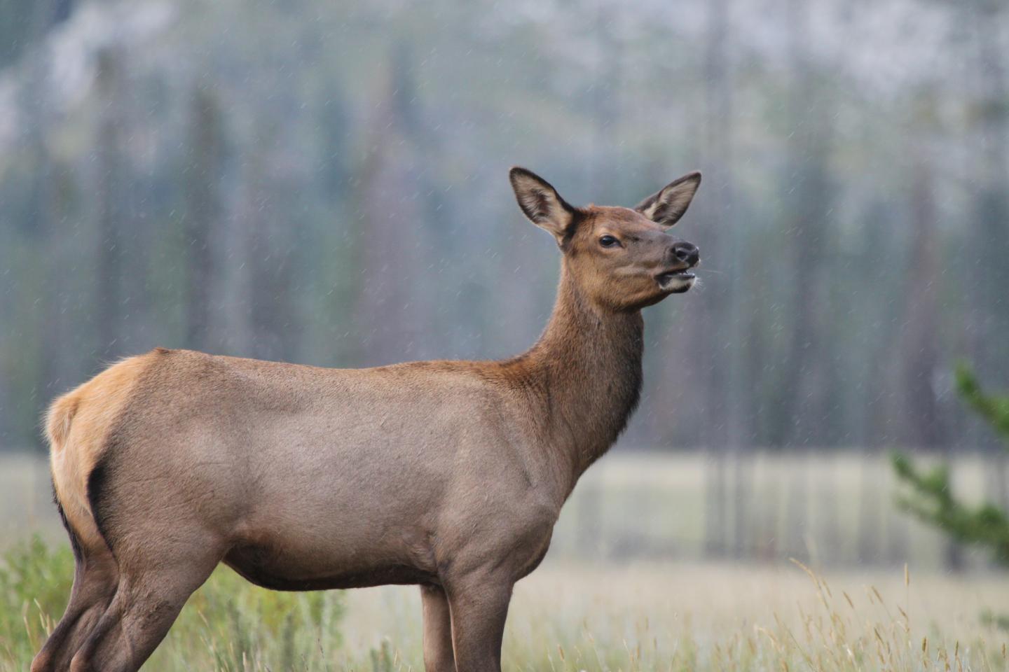 Female Elk Can Learn to Avoid Hunters with Age