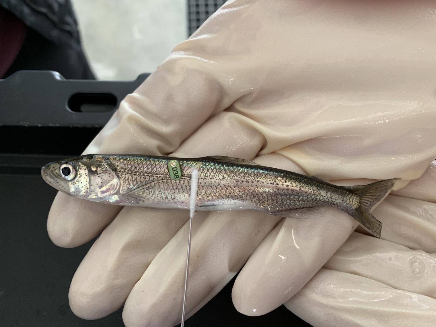 Longfin Smelt Swabbed for Genetic ID