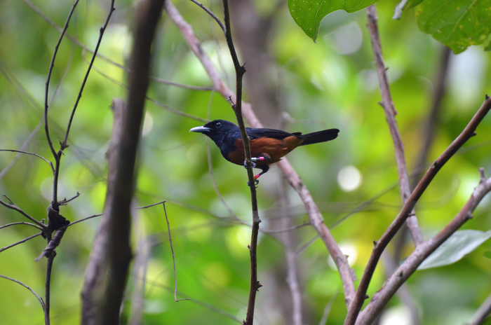 Chestnut-bellied bird