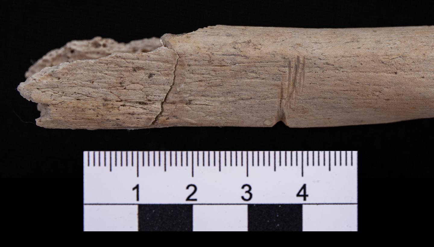 Cut Marks on the Muscle Insertions of the Long Bones