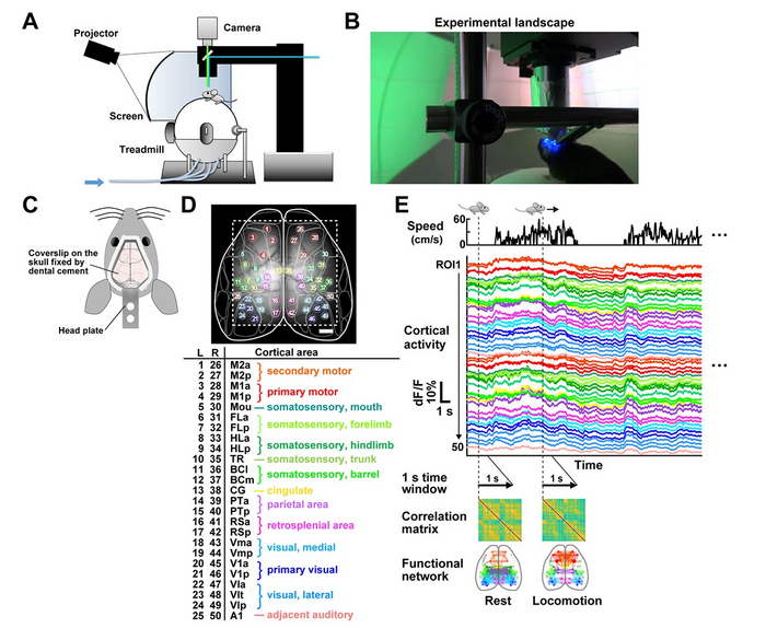 図1. VRイメージングシステムによる皮質機能ネットワークダイナミクスの可視化