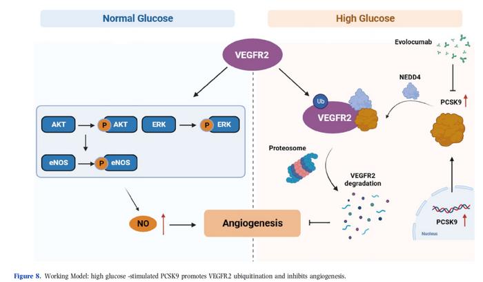 Increase of PCSK9 expression in diabetes promotes VEGFR2ubiquitination to inhibit endothelial function and skin woundhealing