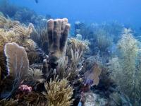 St. John Reef Communities (3 of 3)