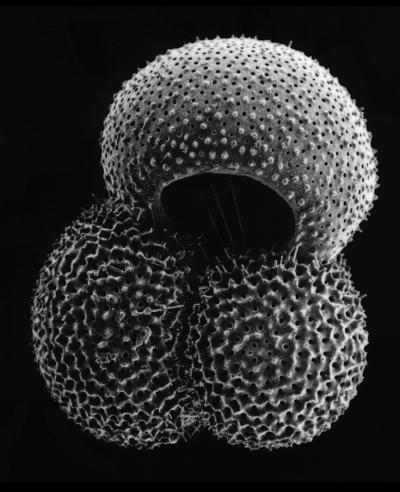 Foraminifer <i>Globigerinoides ruber</i>