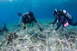 Reef Stars being installed