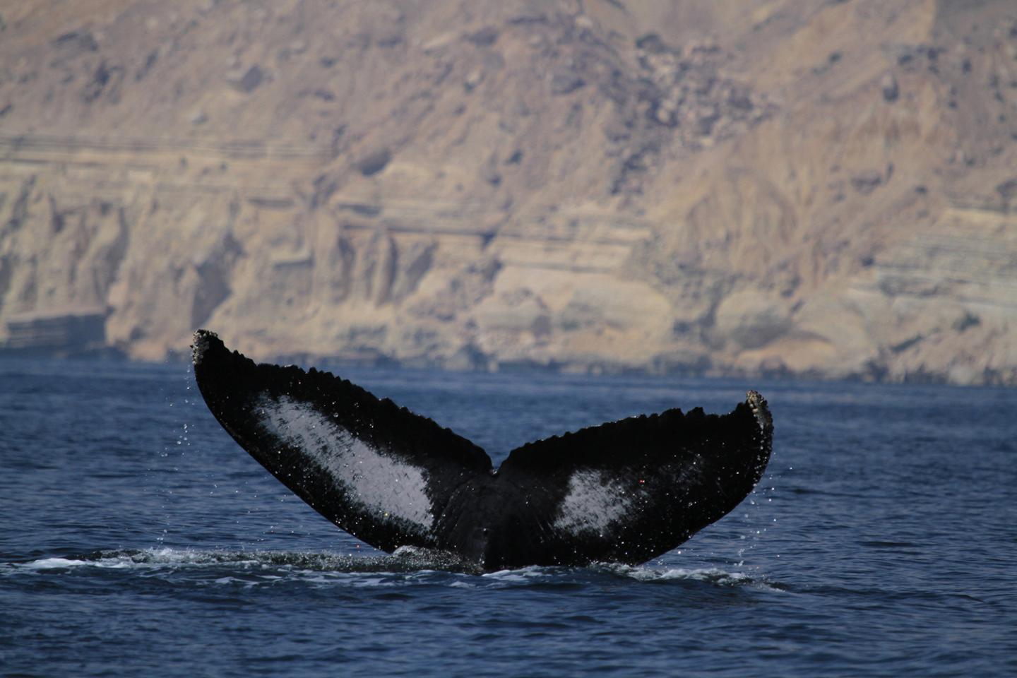 Humpback Whale Tail in Arabian Sea