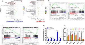 LINC00901 regulates MYC signaling pathway.