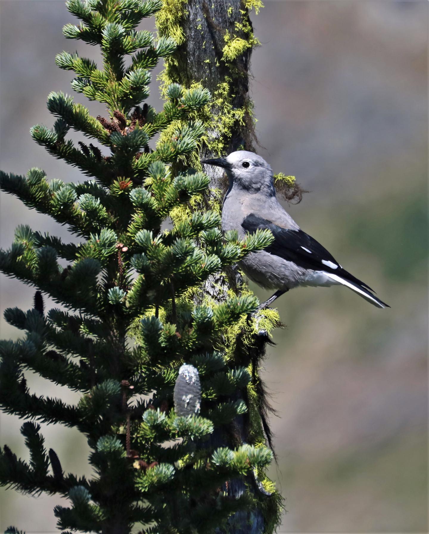 Clark's Nutcracker on Subalpine Fir