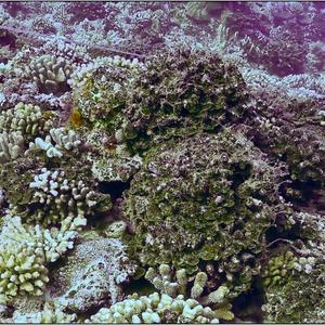 Seaweed on Coral Reef