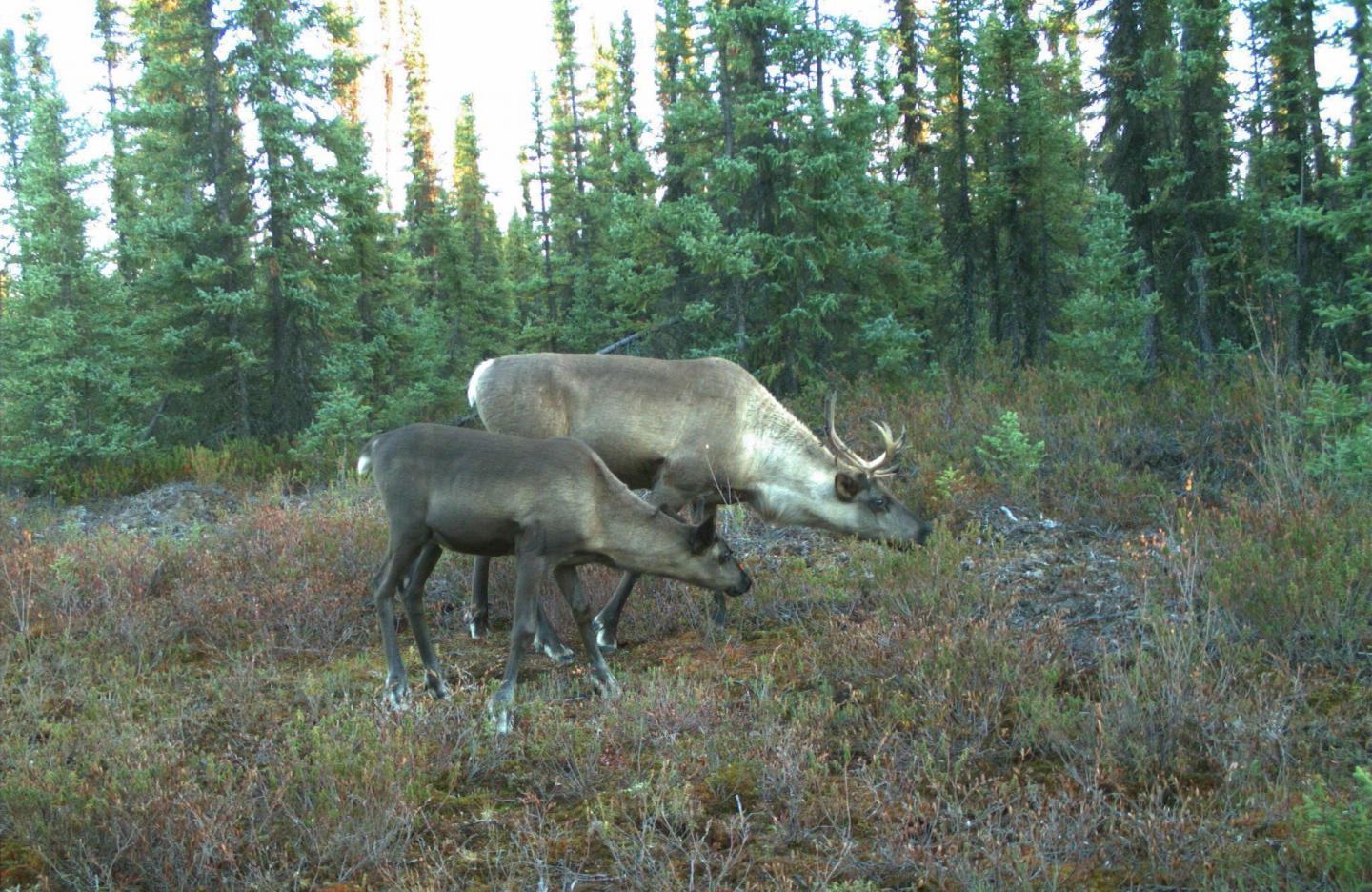 Caribou