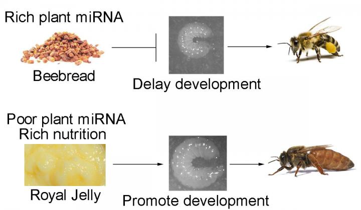 Honeybees Become Workers or Queens Depending on the Plant MicroRNAs in Their Diet