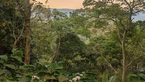 A coffee farm in Java