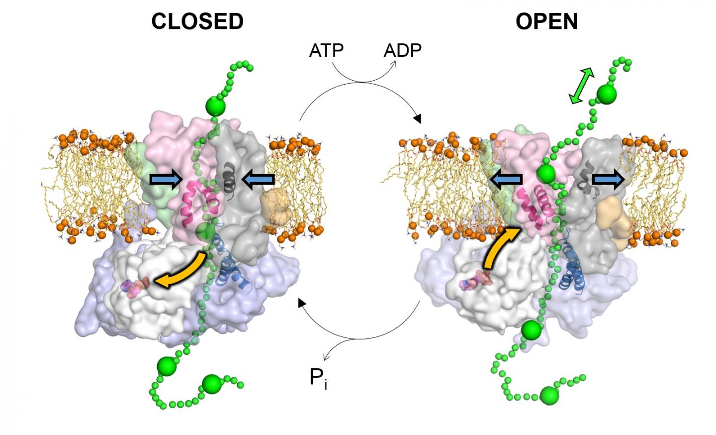 Overview of Proposed Model for ATP-Driven Protein Translocation Through SecYEG-SecA Complex