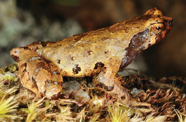The Newly Discovered Elfin Mountain Toad