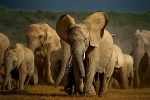 African savanna elephant