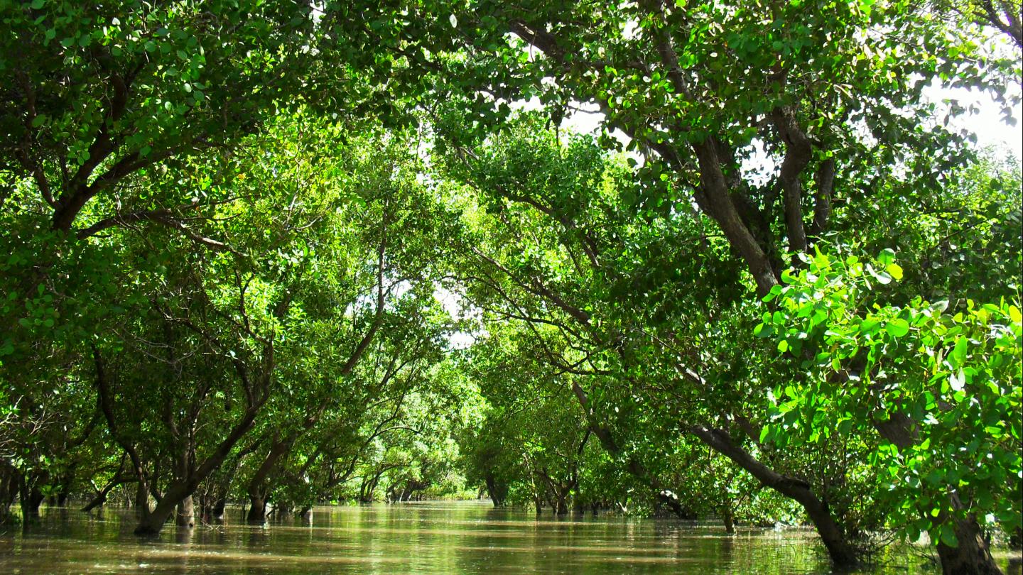 A Mangrove Forest in the Philippines
