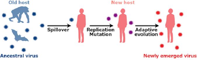 図１ ウイルスの異種間伝播と適応進化の原理