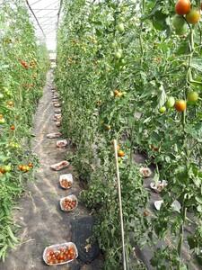 Rows of Tomato Plants and Bowls of Picked Tomatoes