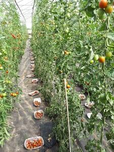 Reihen von Tomatenpflanzen und Kisten mit gepflÃ¼ckten Tomaten