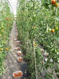 Rows of Tomato Plants and Bowls of Picked Tomatoes