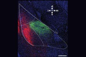 Fluorescent image of the basolateral amygdala (BLA; outlined) showing projections from the insular cortex (red) and the prefrontal cortex (green).