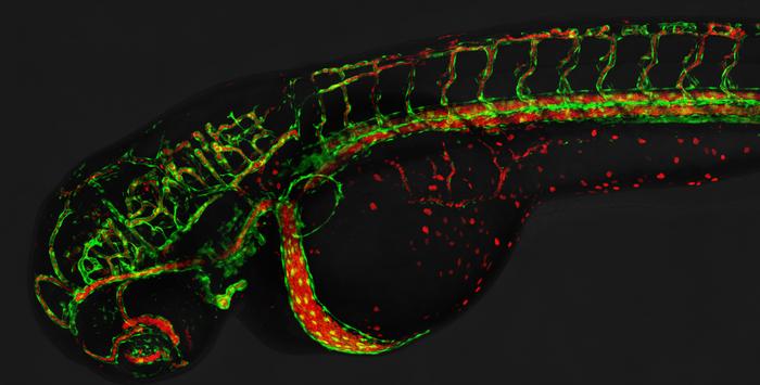 Immunofluorescence image of a zebrafish embryo