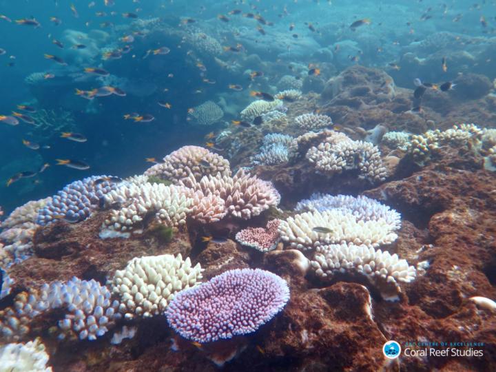 'Robust' Corals Primed to Resist Coral Bleaching