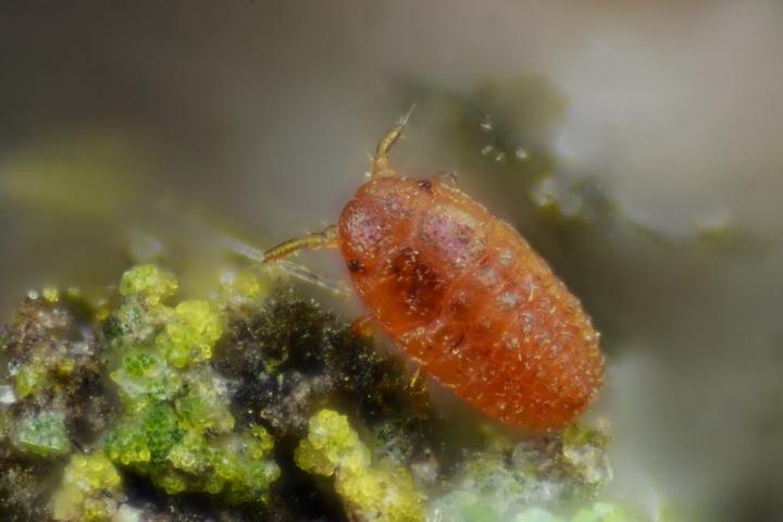 Balsam Woolly Adelgid