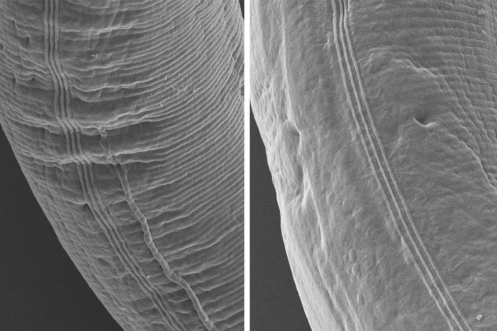 C. elegans wild-type adult vs mutant adult at 25 degrees Celsius