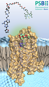 The adenosine antagonist (colored)