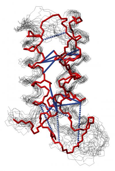TMEM14A Protein