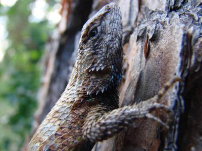Native Lizards Evolve to Escape Attacks by Fire Ants (2 of 3)