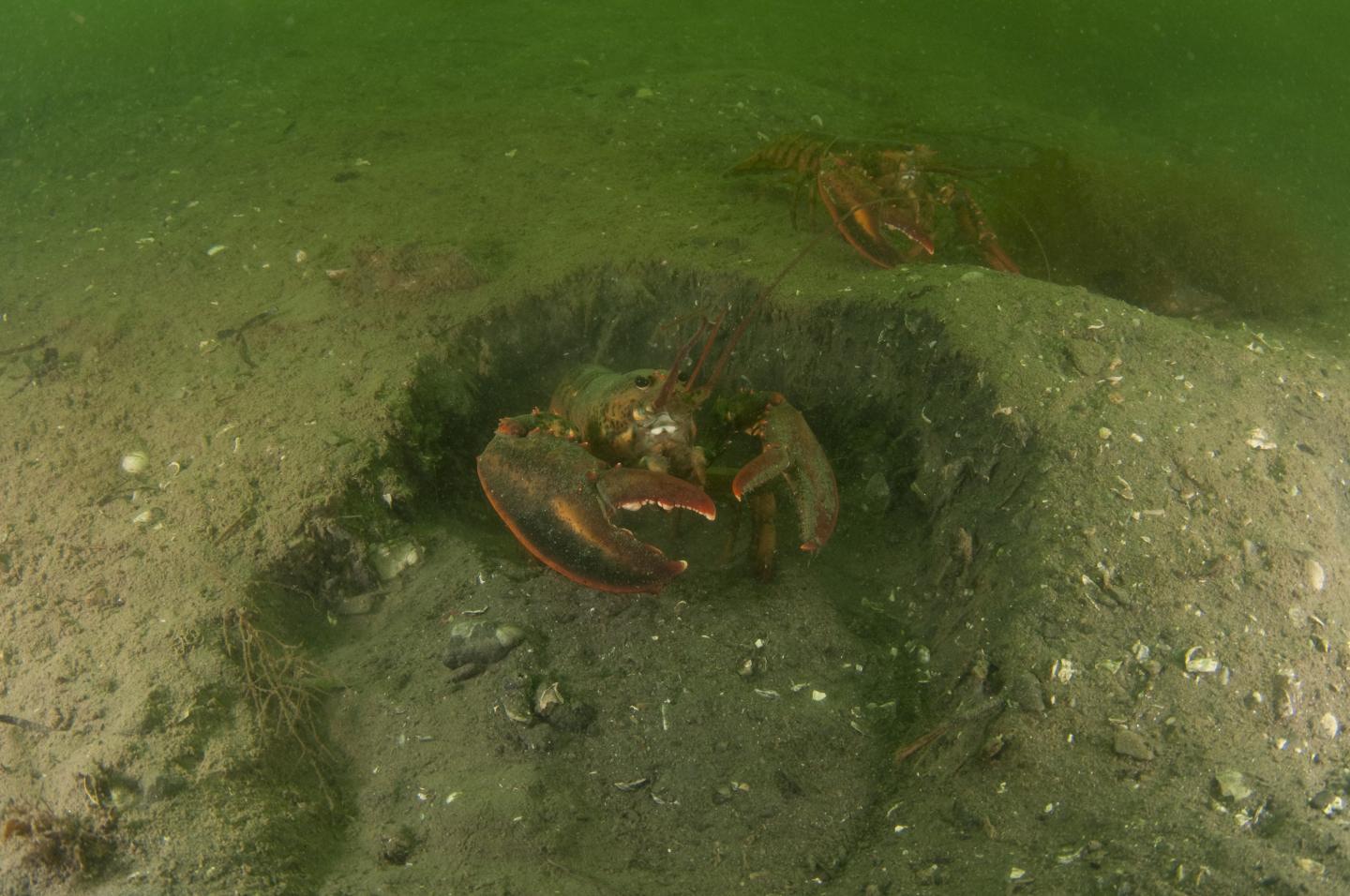 American Lobster (<i>Homarus americanus</i>) 2