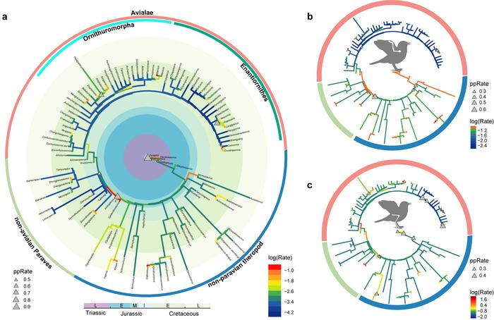 Evolutionary rate and rate shift of forelimb and hindlimb elements of Mesozoic theropods (including birds)