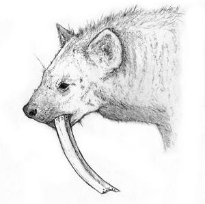 Representation of a Pachycrocuta brevirostris carrying a bone.