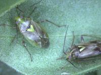 Lygus Bugs (2)