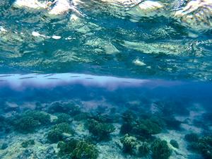 Redfin needlefish (Strongylura notata) "hiding" below the sea surface near the Carribean island of Curacao. Credit: Juliette Jacquemont (co-author of the study)