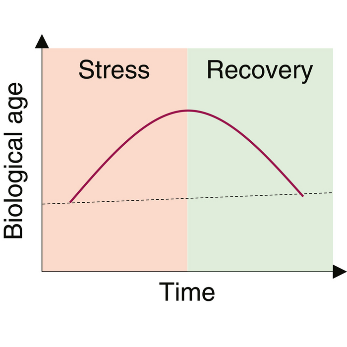 Severe stress induces increases in biological age that are reversed upon recovery