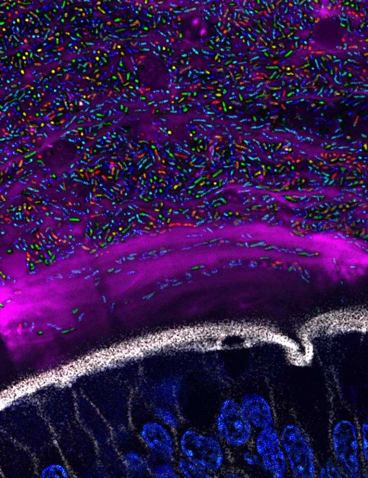 <i>Bacteroides</i> Species in the Mouse Gut