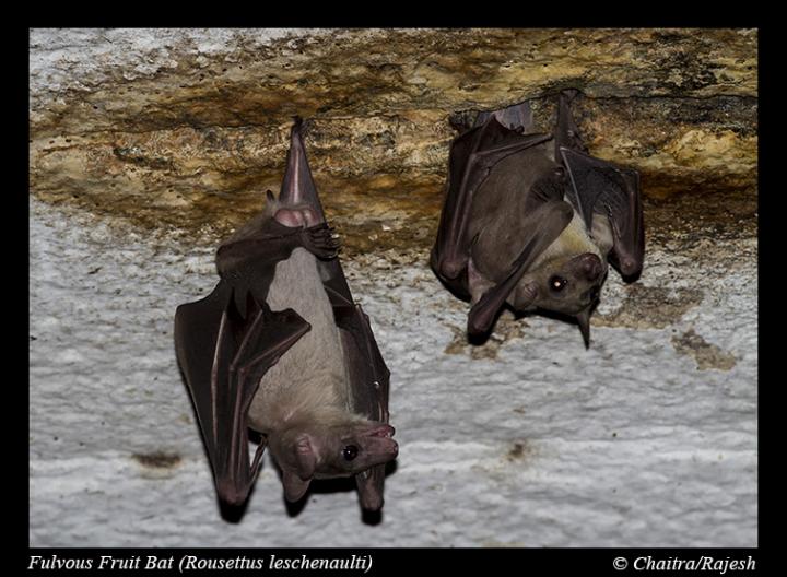 Rousette Fruit Bats