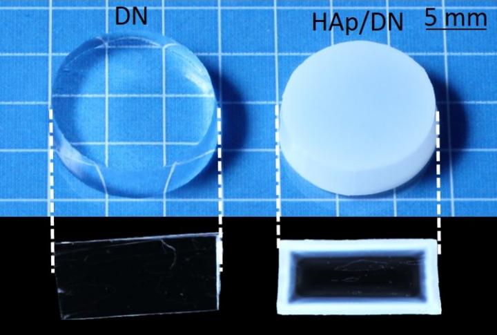 DN Gel and HAp/DN Gel