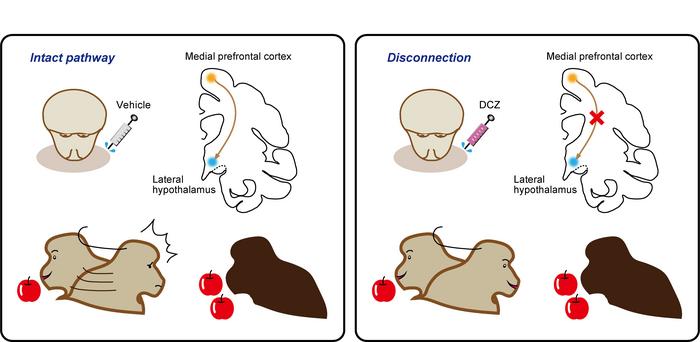 They Got More Than Me! the Brain Circuit for Socially Subjective Reward Valuation