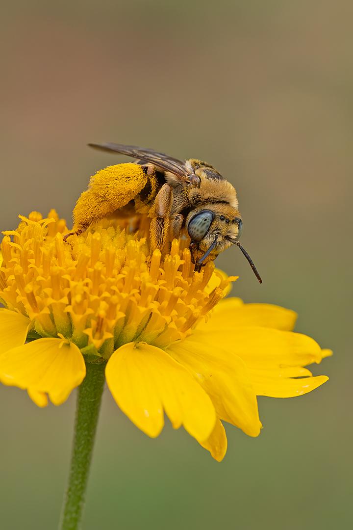 A long-horned female bee of the Svastra genus