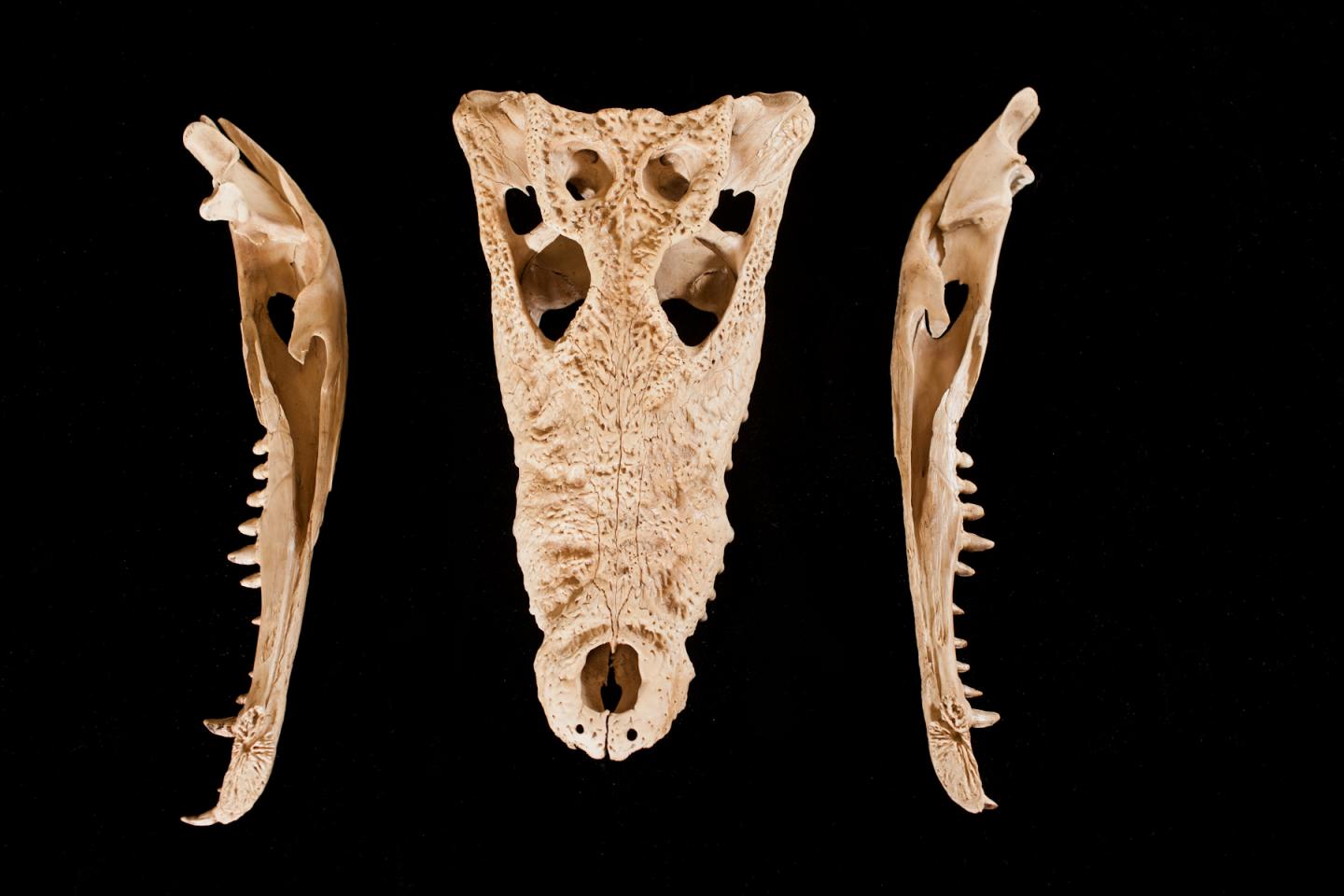 3,000-year-old Skull