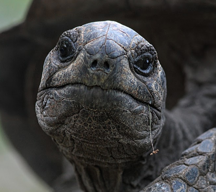 Giant Tortoise Headshot