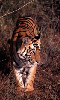 Sumatran Tiger (1 of 2)