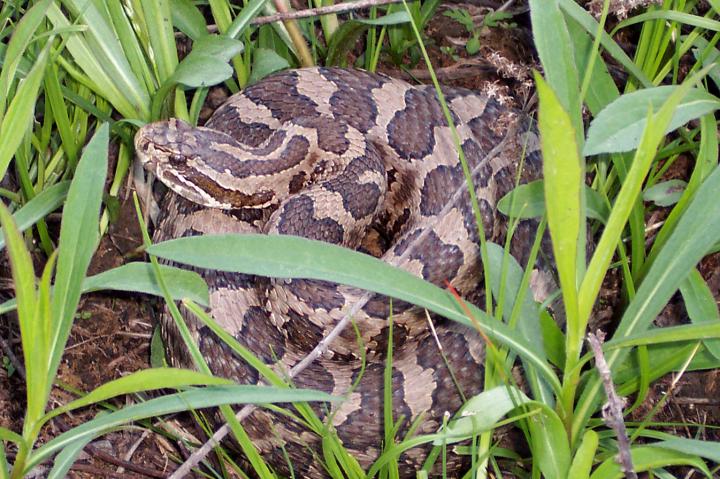 Eastern Massasauga