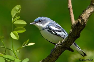 Cerulean Warbler
