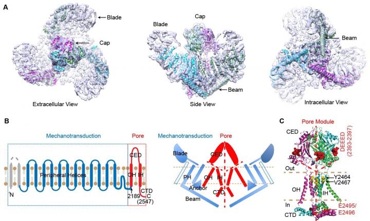 Mechanotransduction